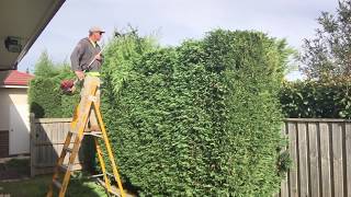 Hedge trimming how to get that straight edgeHow to trim a hedge [upl. by Forcier861]