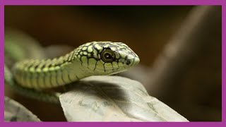 Boomslang Highly Venomous Snake [upl. by Ettesil]