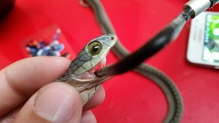 Why boomslang snake venom makes you bleed from your eyes [upl. by Nalhsa968]