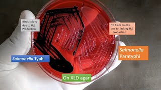 XLD agar having growth of Salmonella Typhi and paratyphi [upl. by Hodge]