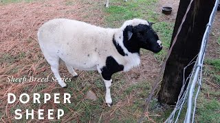 Dorper Sheep  Sheep Breed Series [upl. by Loree]