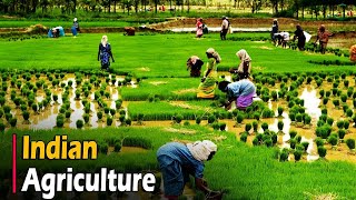 AGRICULTURE IN INDIA  Documentary [upl. by Ginnifer101]