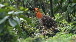 Blyth’s Tragopan Song [upl. by Bowlds]