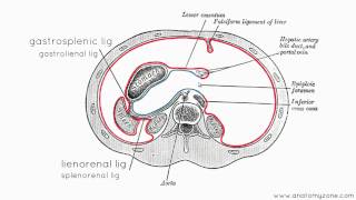 Peritoneal Cavity  Part 3  Anatomy Tutorial [upl. by Altman518]