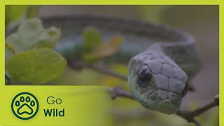 Boomslang  Natures Greatest Moments S03E09  Go Wild [upl. by Jodie]