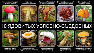 Топ 10 ЯДОВИТЫХ УСЛОВНО СЪЕДОБНЫХ ГРИБОВ [upl. by Shay]