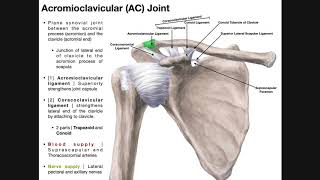 AC Joint Surgery Original technique [upl. by Ashelman]