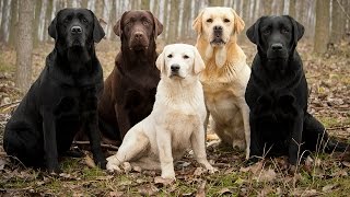 Labrador Retriever Facts [upl. by Nork]