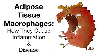 Adipose Tissue Macrophages How They Cause Inflammation and Disease [upl. by Madai]