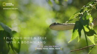 Hide and Seek with a Boomslang  Snakes In The City  National Geographic [upl. by Kotta]