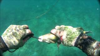 13ft Tiger Shark at Haleiwa Oahu 6912 [upl. by Odnalref]