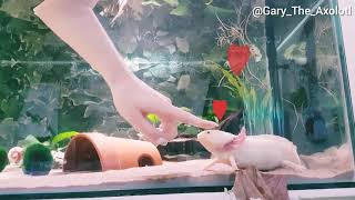 Axolotl likes being pet [upl. by Gretel]