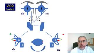 Il riflesso vestibolooculomotore  VOR [upl. by Napoleon]