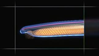 Chordate Animation  Amphioxus to Vertebrate Body Plan [upl. by Craw164]