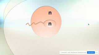 Haploid vs Diploid amp Homologous Chromosomes [upl. by Roter]