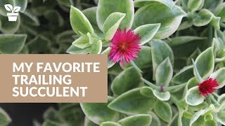 My Favorite Trailing Succulent MEZOO Trailing Red quotMesbiclaquot [upl. by Hawk]