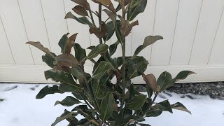 ❄️ Southern Magnolia Winter Update [upl. by Anidene]