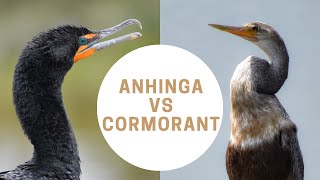 Anhinga vs Cormorant  Anhinga or Cormorant  Snakebird [upl. by Anialahs]