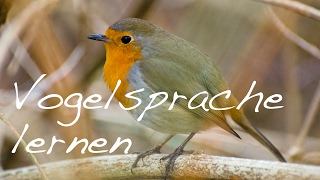 Vogelsprache lernen  die Sprache der Natur [upl. by Jeno741]