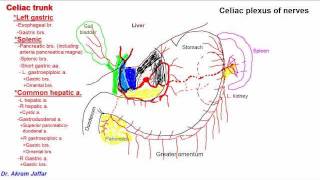 Anatomy of celiac trunk [upl. by Yelyab]