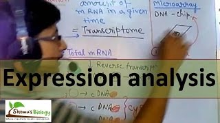 Gene expression analysis [upl. by Ayal]