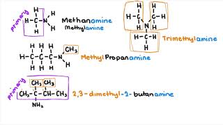 Amines and Amides [upl. by Ulda]