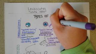 White Blood Cells  Granulocytes amp Lymphocytes  Part 1 [upl. by Appilihp4]