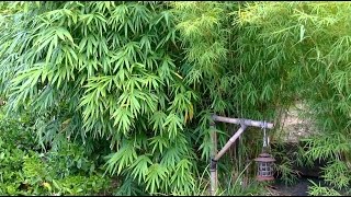 How To Grow A Bamboo Hedge [upl. by Ronnholm]