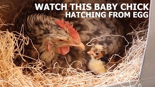 Baby Chick Hatching  Broody Hen Hatching Eggs [upl. by Lattimer]