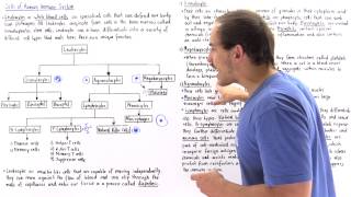 Leukocytes of Immune System [upl. by Debee]
