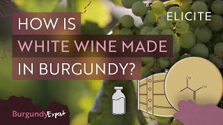 White Winemaking In Burgundy Explained [upl. by Varini]