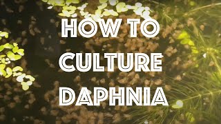 How To Culture Daphnia Magna [upl. by Cherianne]