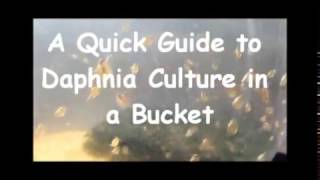 How to culture daphnia outside [upl. by Aihsenek159]