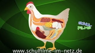 Das Huhn  Schulfilm Biologie [upl. by Diamond213]