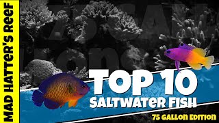 Top 10 Saltwater Fish for a 75 gallon Reef Tank [upl. by Rihsab]