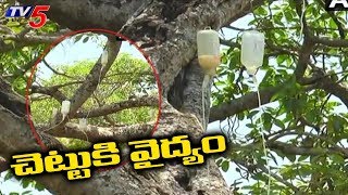 800 ఏళ్లనాటి పిల్లలమర్రికి చికిత్స  Pillala Marri  Mahabubnagar Telangana  TV5 News [upl. by Avid]