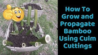 How To Grow and Propagate Bamboo from Culm Cuttings [upl. by Noraj]