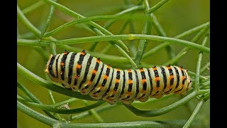 Metamorfosi Papilio machaon [upl. by Serafine]