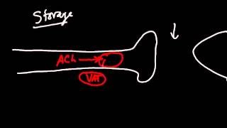 Acetylcholine Synthesis Pathway Made Simple [upl. by Cyrano]