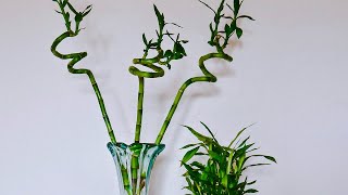 TRIMMING LUCKY BAMBOO  JOY US GARDEN [upl. by Rodavlas6]