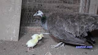 Peahen Cooing Sound Peacock Minute peafowlcom [upl. by Keever]