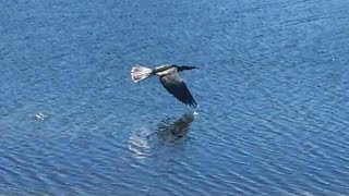 Anhinga in Flight [upl. by Tyne]