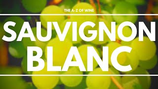 What is SAUVIGNON BLANC  Everything you need to know about this delicious grape [upl. by Cadell313]