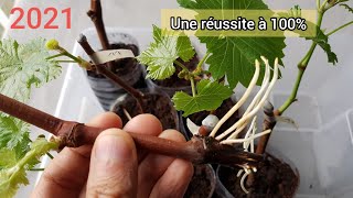 Comment bouturer la vigne  Une réussite à 100 2021 [upl. by Aihsaei]