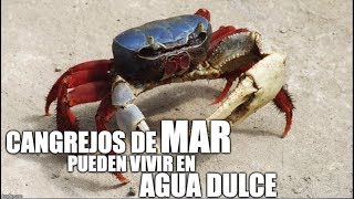 cangrejos de MAR pueden VIVIR EN AGUA DULCE [upl. by Arretahs86]