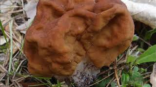 Gyromitra esculenta [upl. by Woodman]