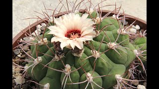 Gymnocalycium saglionis [upl. by Hayotal]