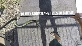 Very Defensive Boomslang Rescue [upl. by Neslund]