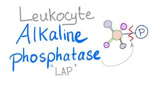 Leukocyte Alkaline Phosphatase “LAP score” [upl. by Reid]