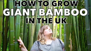 How to Grow Giant Bamboo  5 Tips for Cooler Climates [upl. by Zara]